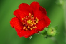 flower_red_green