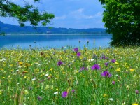 meadow_flowers_bloom
